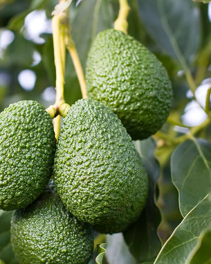 Lamb Hass avocados growing among green leaves