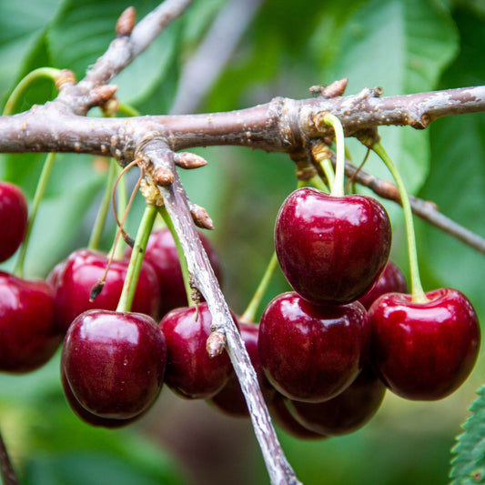 Lapins Sweet Cherry