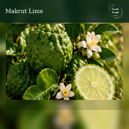 Makrut lime (Citrus hystrix) botanical illustration showing characteristic bumpy green rind and aromatic leaves; Earth People Landcare. AI illustration, not actual nursery stock.