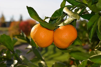 Earth People's Top Choice Fruit Tree Bundle