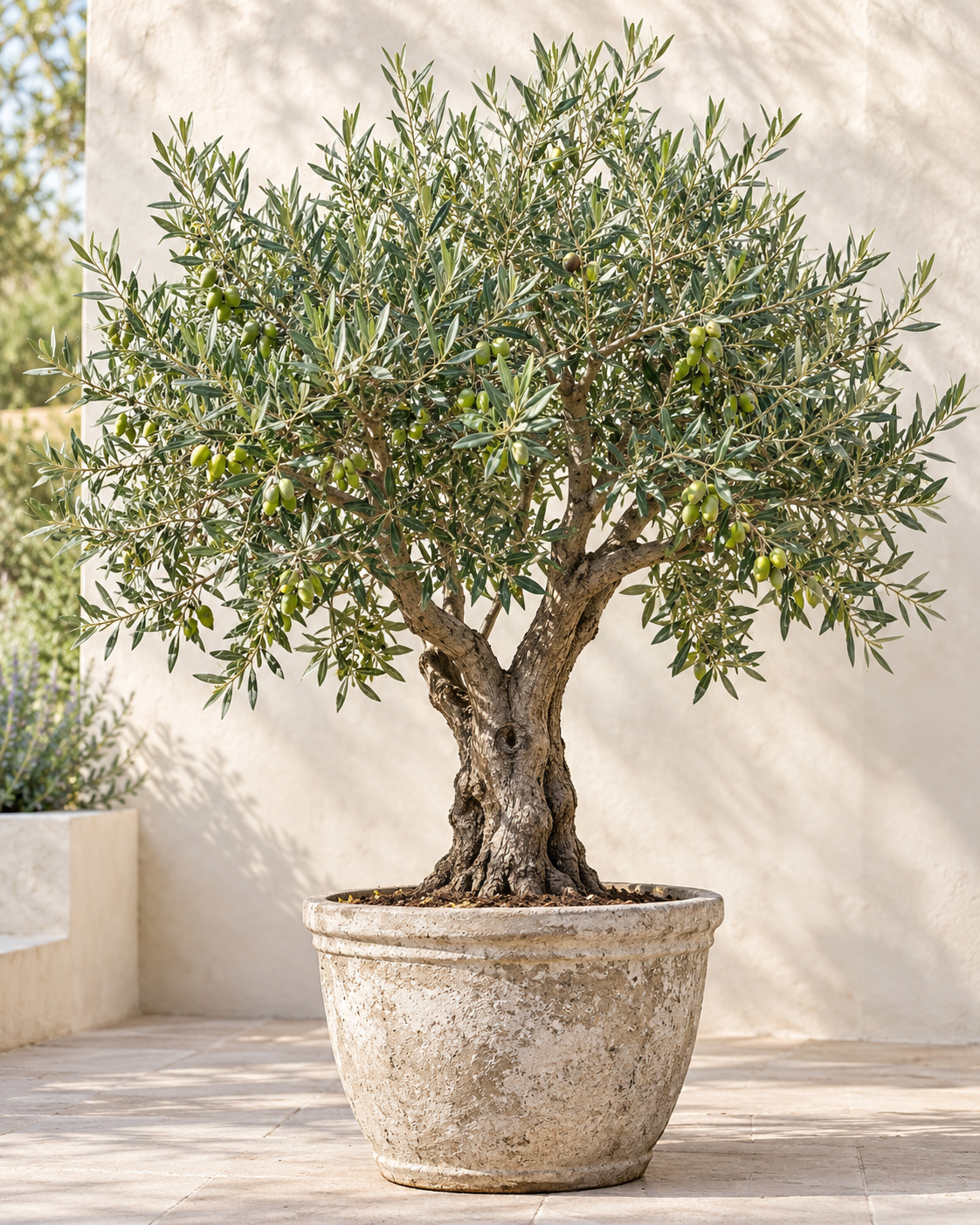 AI-generated illustrative olive tree image; not a photograph of the actual sale specimen or verified cultivar.