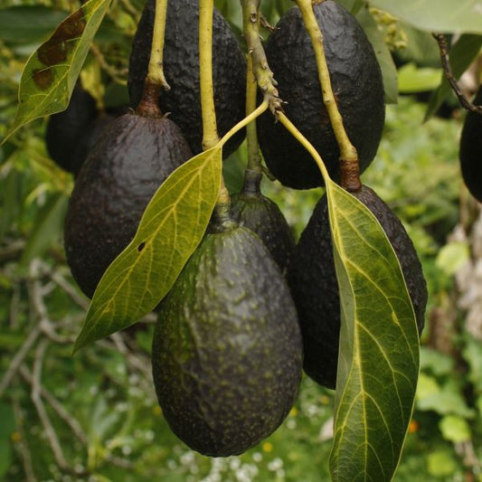 Mexicola Grande Avocado, A-Type Flower