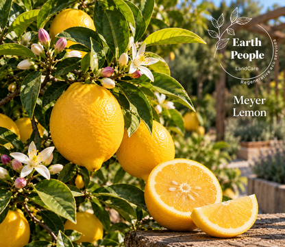 Meyer lemon tree botanical illustration with golden yellow fruit, blossoms, green foliage and cut lemon in a garden; Earth People Landcare, Orange County; not actual nursery inventory