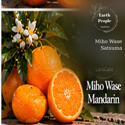 Miho Wase Satsuma mandarin botanical illustration showing orange citrus and foliage with Earth People Landcare branding; not an actual nursery specimen photograph.