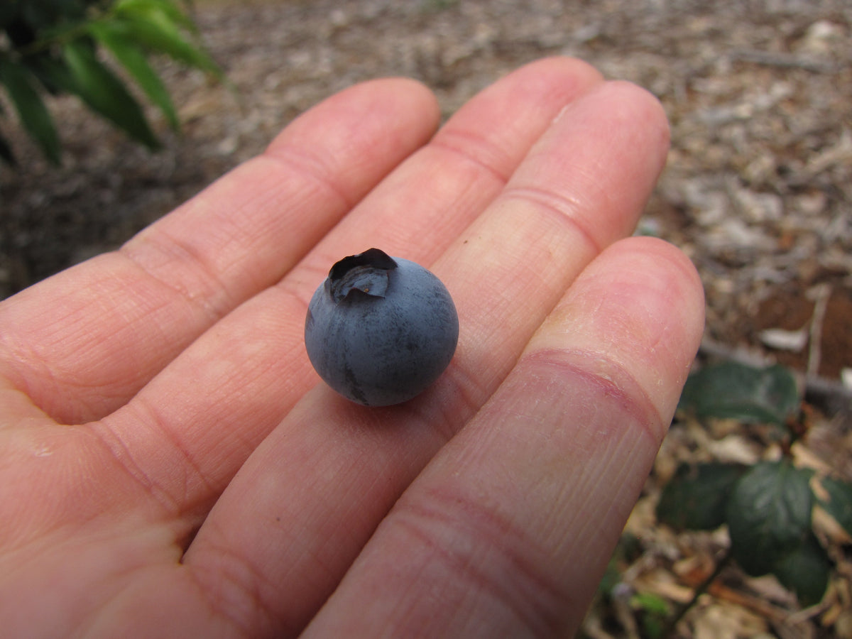 Misty blueberry cultivar fruit on branch, photograph by Forest & Kim Starr, CC BY 3.0 US