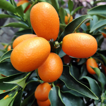 Nagami kumquat tree for a Southern California edible landscape