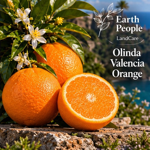 Illustrative botanical artwork of Olinda Valencia orange fruit and citrus foliage with Earth People Landcare branding; not a photograph of the actual nursery specimen or independently verified cultivar fruit.