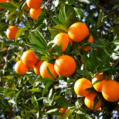 Orange tree in the Backyard Citrus Trio