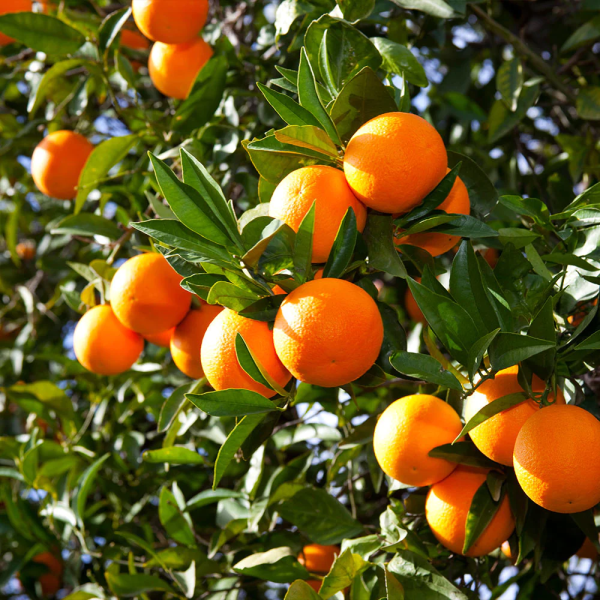 Olinda Valencia Orange tree included in the SoCal Citrus Trio bundle