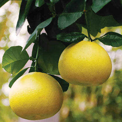 Oro Blanco grapefruit tree for a Southern California home orchard