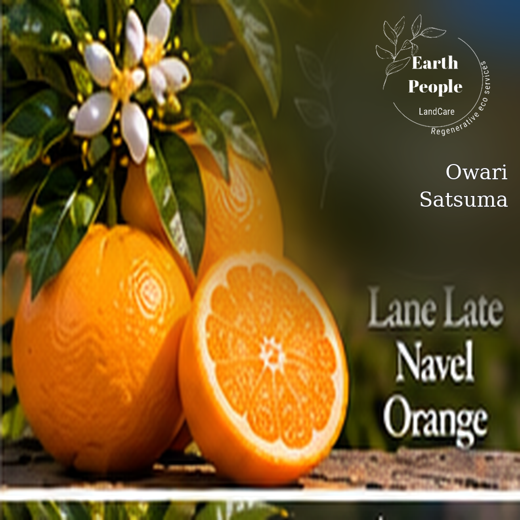 Owari Satsuma mandarin botanical illustration with orange fruit and leafy branches, Earth People Landcare Orange County; conceptual artwork, not a verified photo of nursery stock.