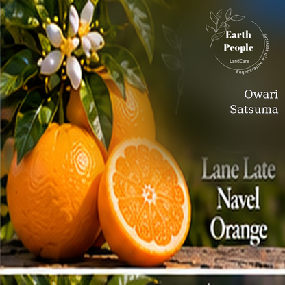 Owari Satsuma mandarin botanical illustration with orange fruit and leafy branches, Earth People Landcare Orange County; conceptual artwork, not a verified photo of nursery stock.