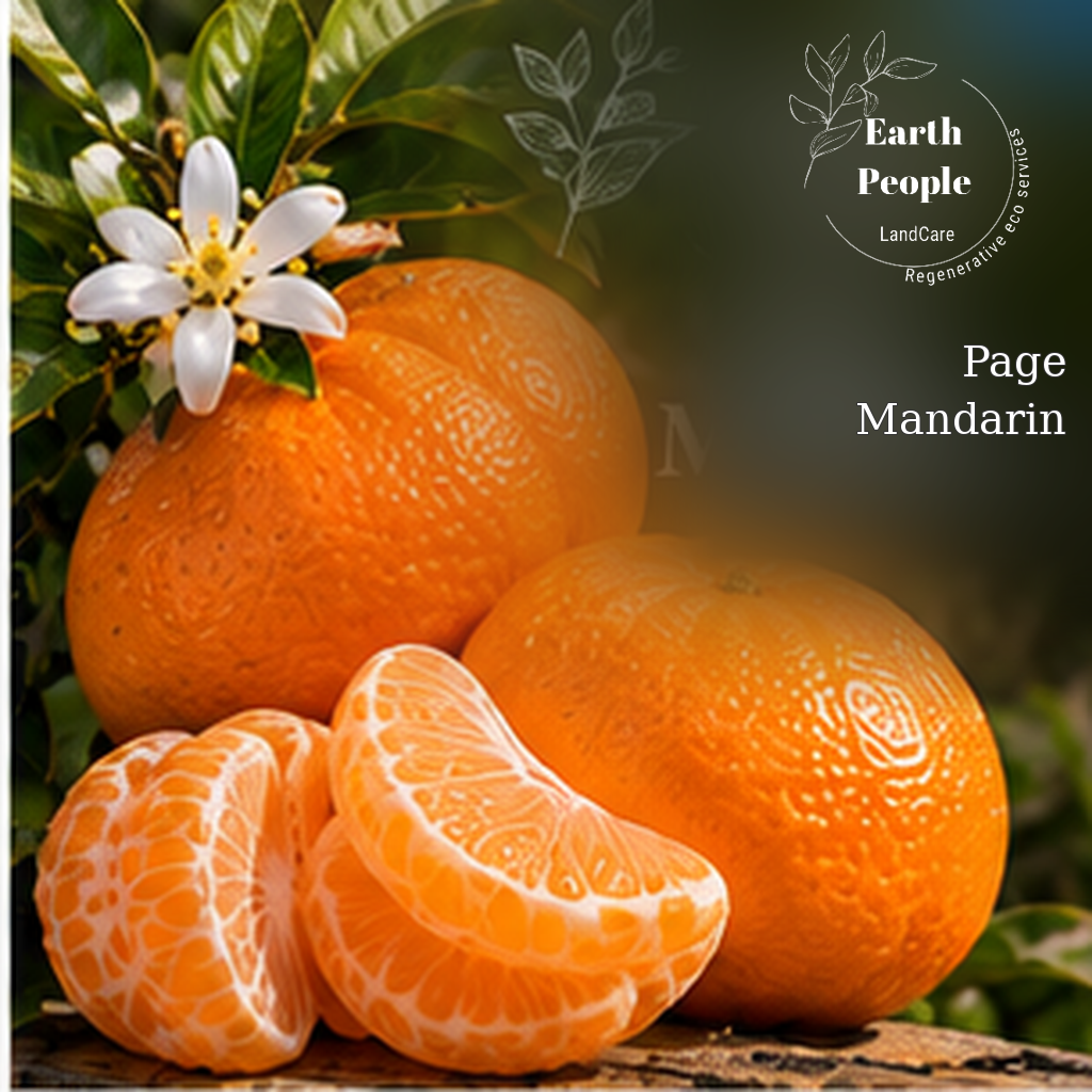 Page mandarin botanical illustration with orange citrus and segments, Earth People Landcare regenerative landcare in Orange County; representative artwork, not nursery stock.