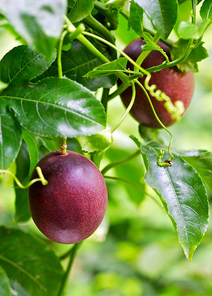 Passion fruit vine in the Tropical Value Pack