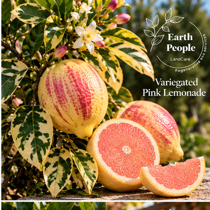 Botanical illustration of Pink Variegated Eureka lemon with green-striped yellow peel, variegated foliage and pink cut flesh; Earth People Landcare Orange County; not actual nursery inventory
