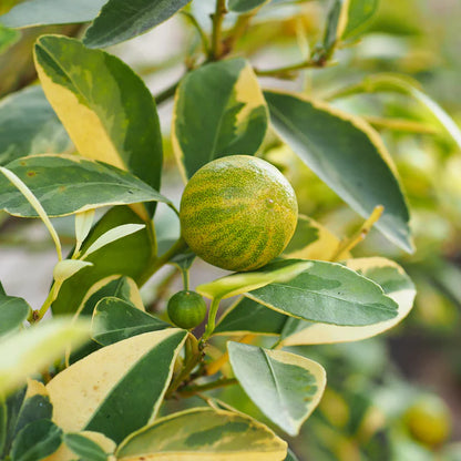 Pink Variegated Eureka lemons among striped leaves