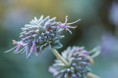 purple sage