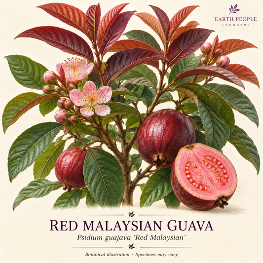 Red Malaysian Guava botanical illustration by Earth People Landcare; representative artwork, not an actual specimen photograph.