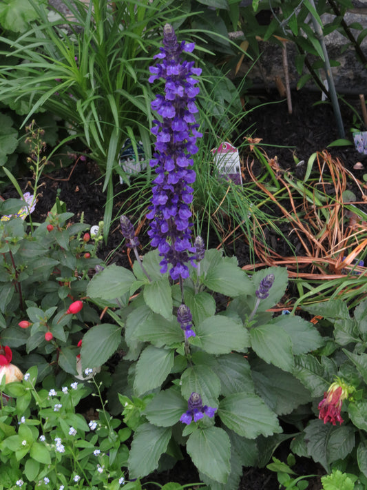 Salvia Mystic Spires Blue with upright blue-purple flower spikes and green foliage