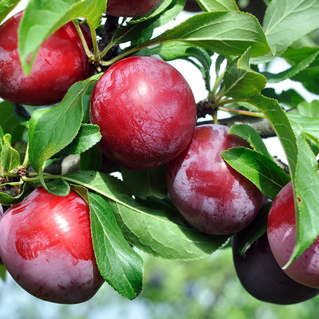 Santa Rosa Plum