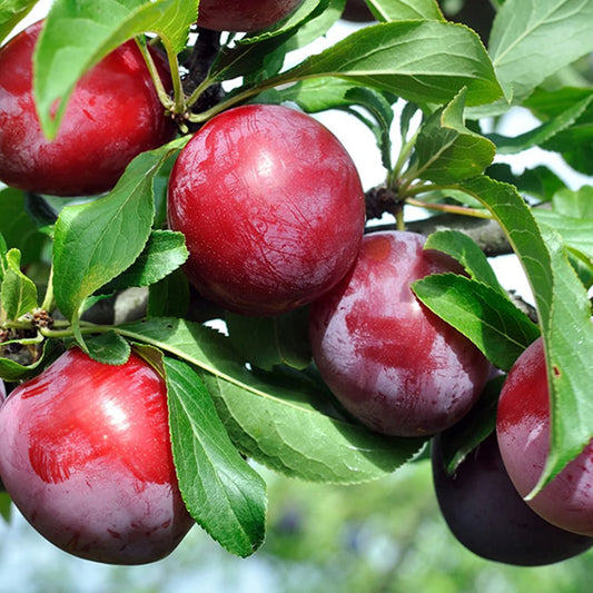 Santa Rosa Plum