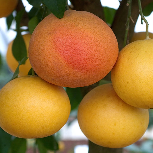 Star Ruby Grapefruit