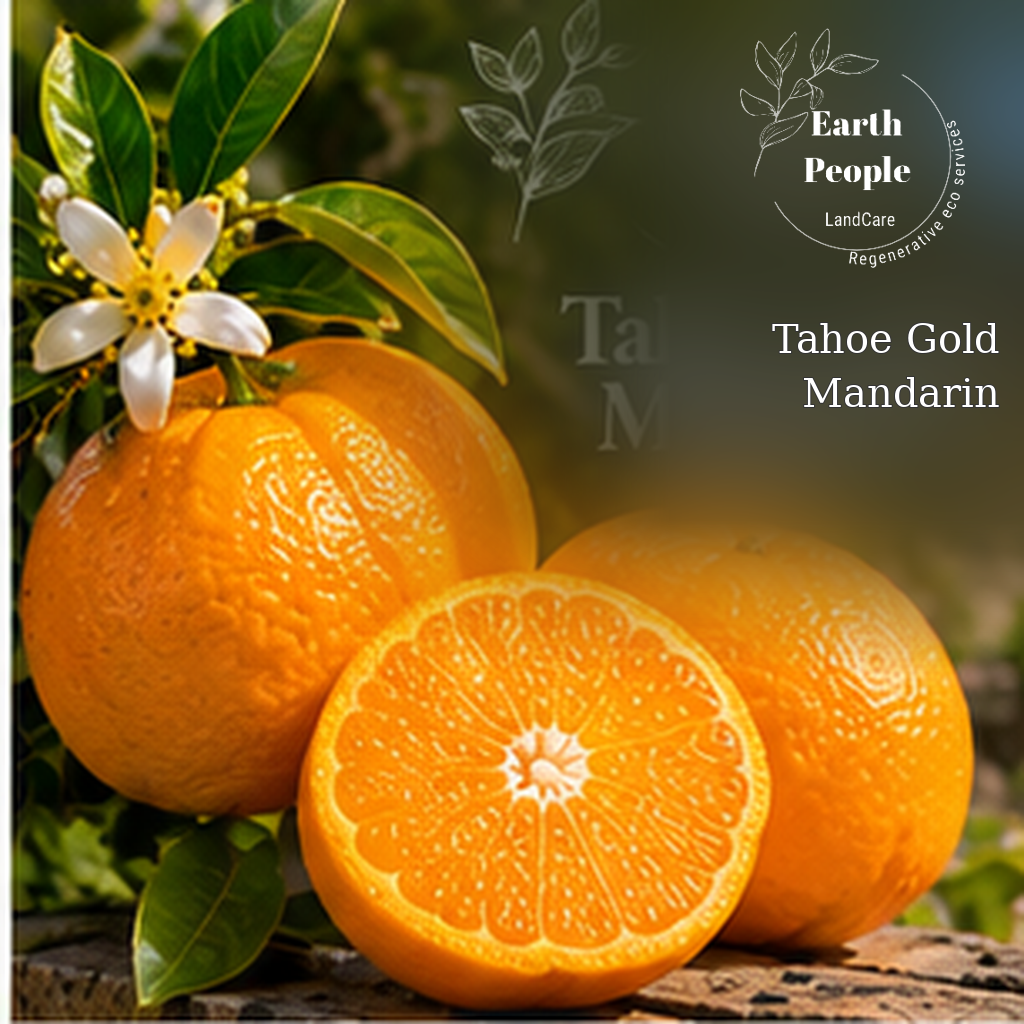 Tahoe Gold mandarin botanical illustration with orange fruit and green foliage, Earth People Landcare Orange County; conceptual artwork, not a verified cultivar photograph.