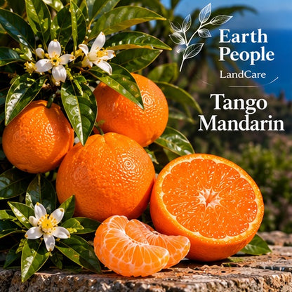 Illustrative botanical artwork of Tango seedless mandarin fruit and citrus foliage with Earth People Landcare branding; not a photograph of the actual nursery specimen or independently verified cultivar fruit.