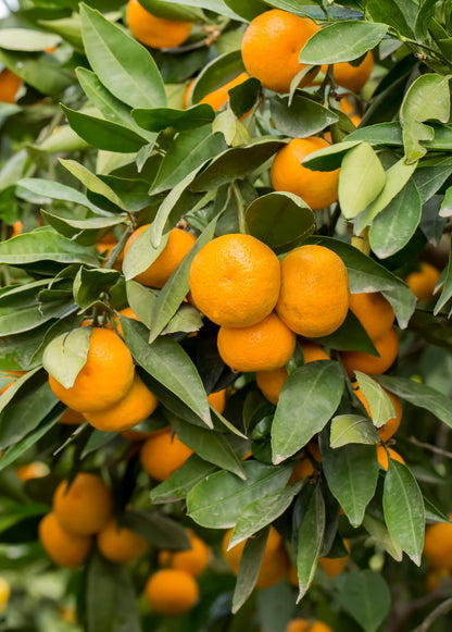 Tango mandarins growing on a tree