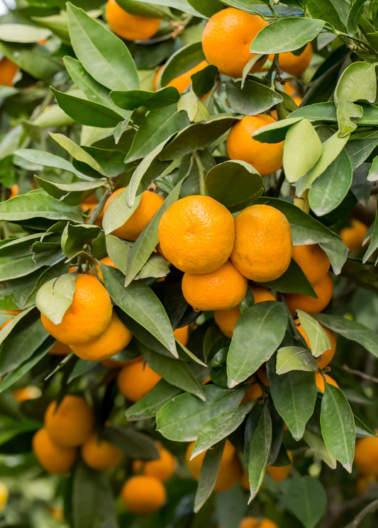 Tango Mandarin (Seedless)