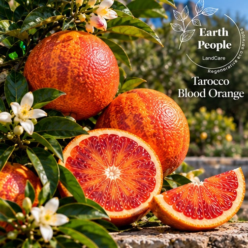 Tarocco sweet blood orange botanical illustration with orange-red rind and red-streaked flesh, Earth People Landcare; illustrative artwork, not actual nursery tree
