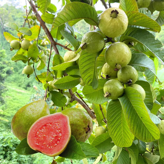 Tropical Pink Guava