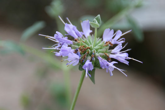 Cleveland sage Salvia clevelandii in flower