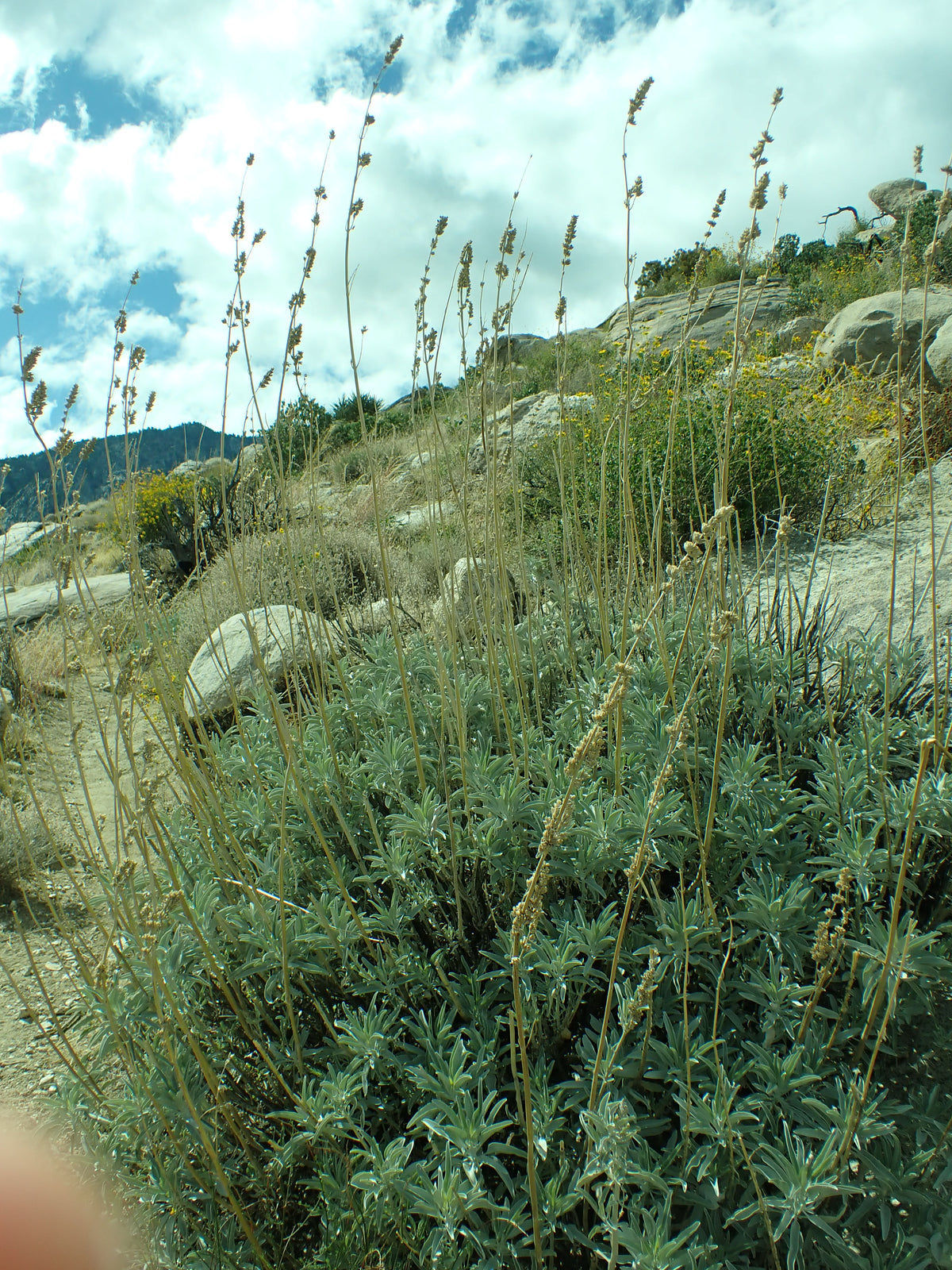 White sage Salvia apiana in Southern California habitat