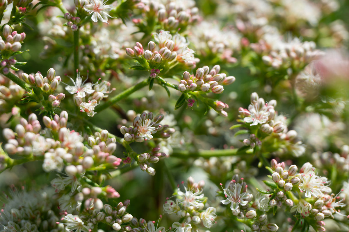 California buckwheat Eriogonum fasciculatum in flower