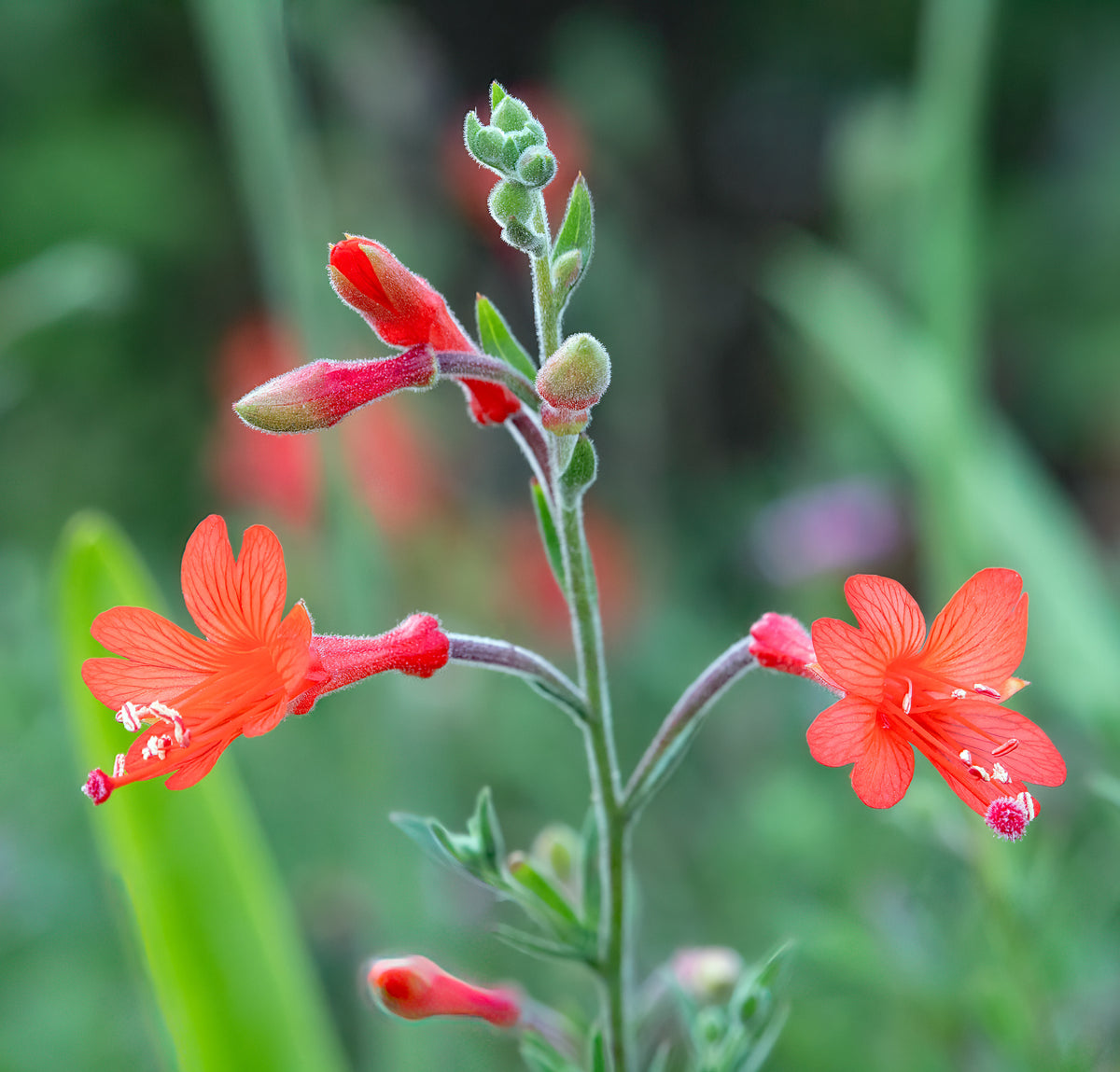 California fuchsia Epilobium canum in flower