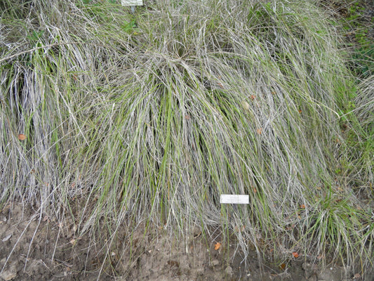 Deergrass Muhlenbergia rigens