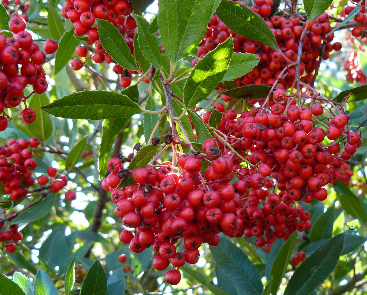Toyon Heteromeles arbutifolia with red berries