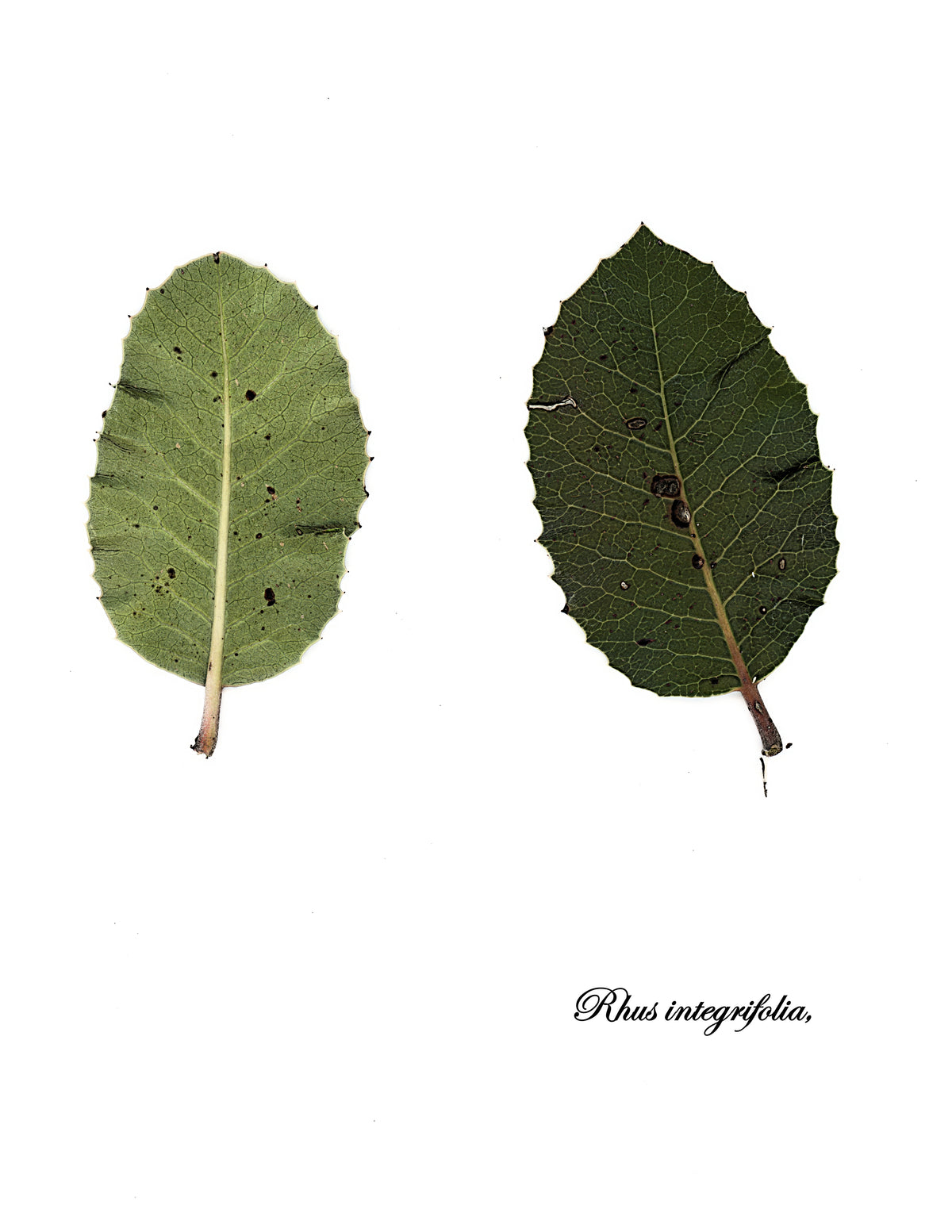 Lemonade berry Rhus integrifolia foliage