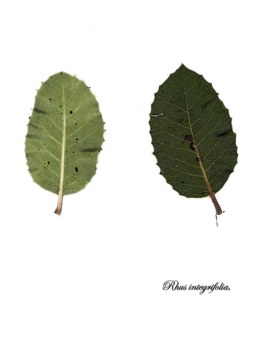 Lemonade berry Rhus integrifolia foliage