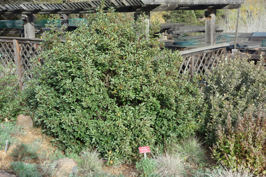 California coffeeberry Frangula californica
