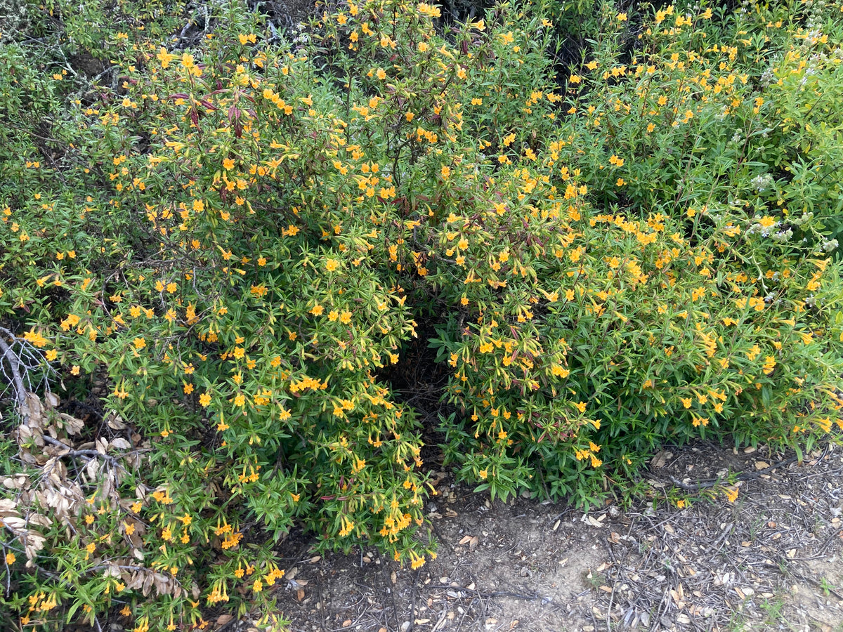 Sticky monkeyflower Diplacus aurantiacus in bloom