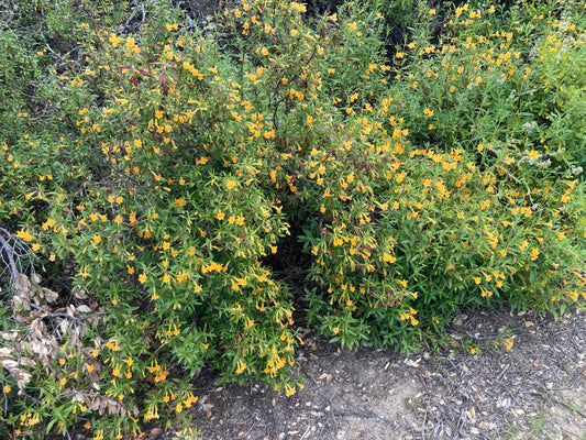 Sticky monkeyflower Diplacus aurantiacus in bloom