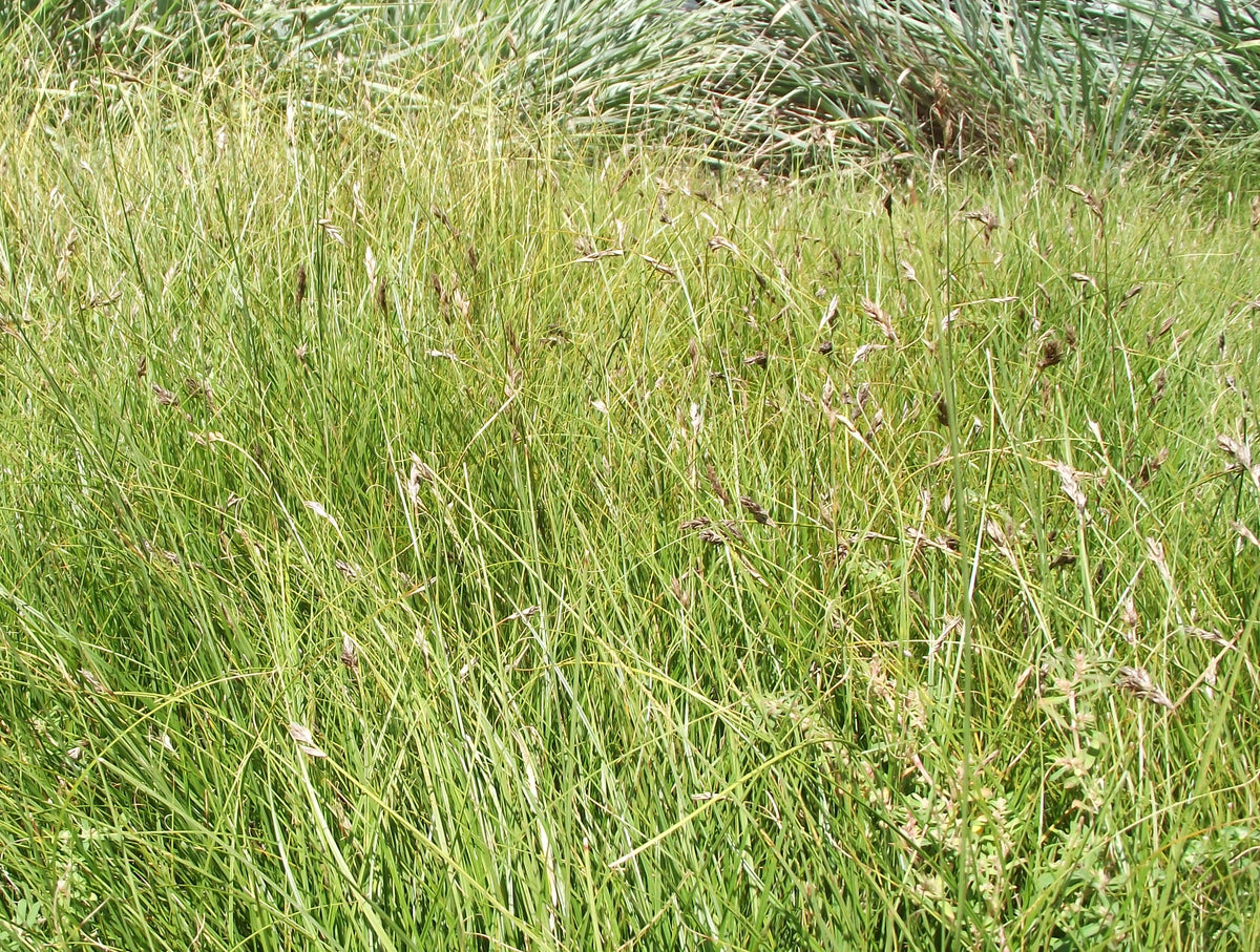 Sand dune sedge Carex pansa
