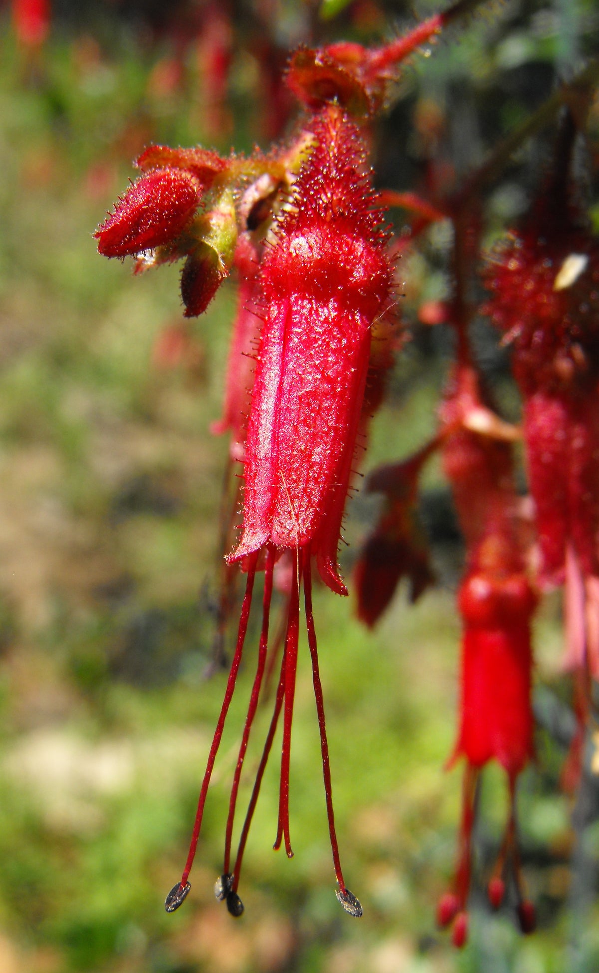 Fuchsia-flowering gooseberry Ribes speciosum