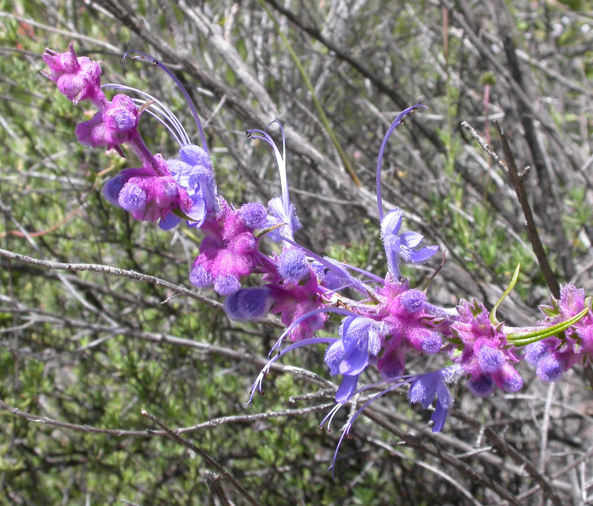 Woolly bluecurls Trichostema lanatum in flower