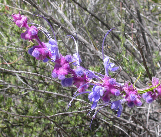 Woolly bluecurls Trichostema lanatum in flower