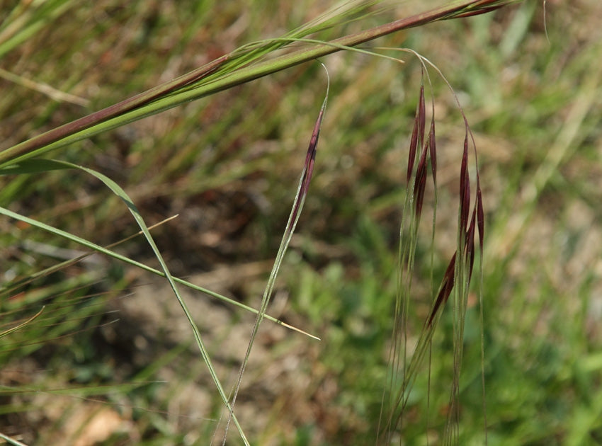 Purple needlegrass Stipa pulchra