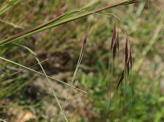 Purple needlegrass Stipa pulchra