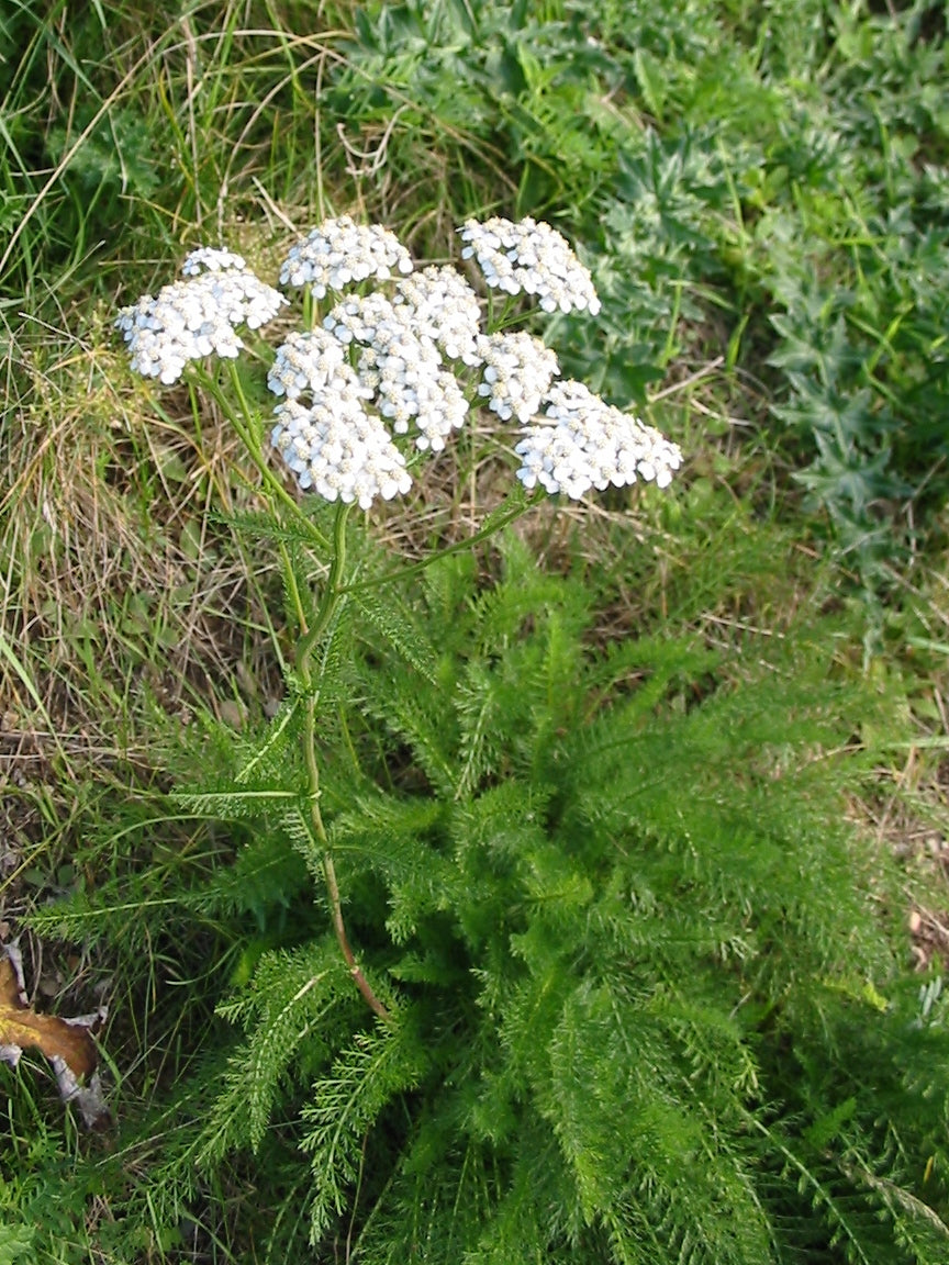 California yarrow Achillea millefolium